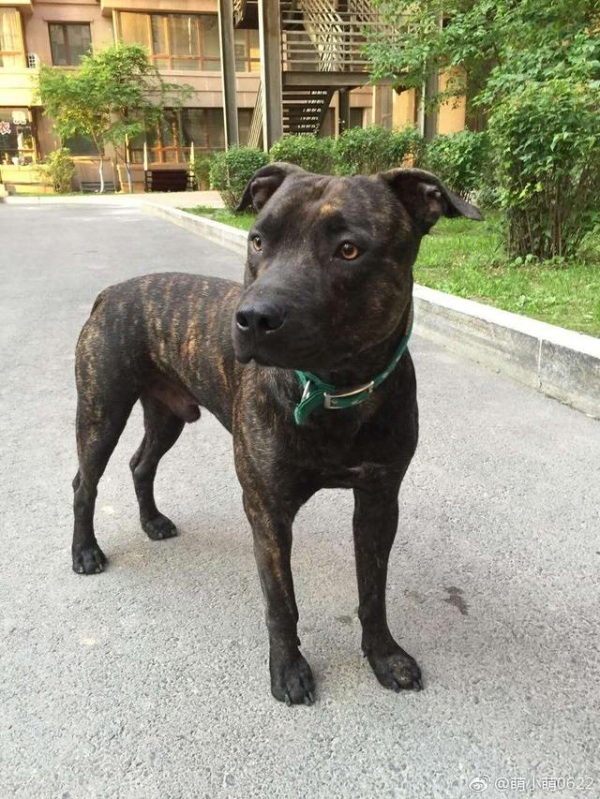世界十大烈性犬排名（十大勇猛烈性犬）