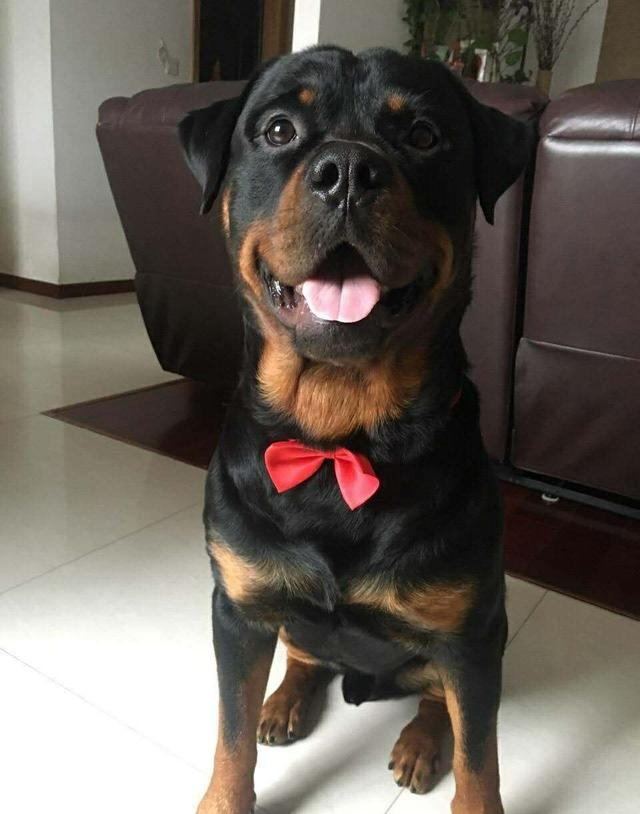 世界十大烈性犬排名（十大勇猛烈性犬）