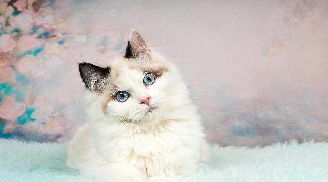十大最好养的猫（流行受欢迎适合新手的十种宠物猫）