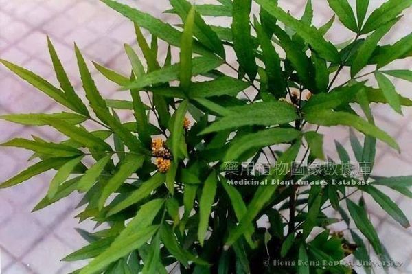 十大功劳的别名（附带相关介绍）