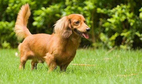 世界优秀猎犬十大排名（这10种狗适合带去打猎）