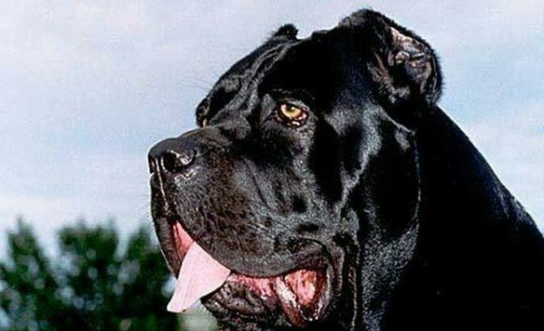 世界十大烈性犬排名（十大勇猛烈性犬）