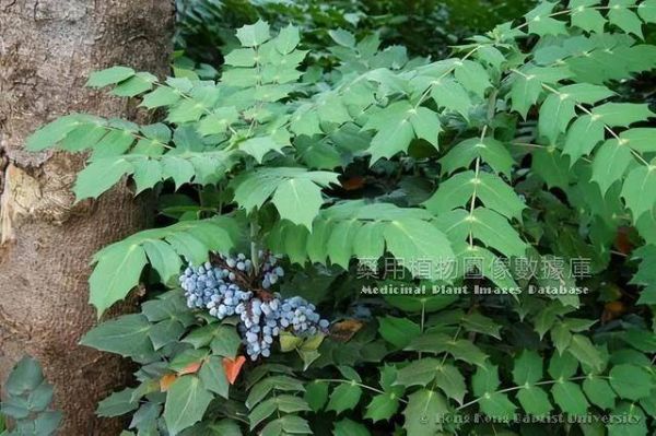 十大功劳的别名（附带相关介绍）