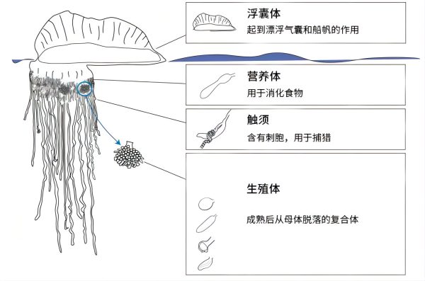 世界上最毒的生物十大排名（10种地球上的最毒生物）