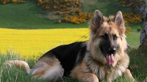 世界优秀猎犬十大排名（这10种狗适合带去打猎）