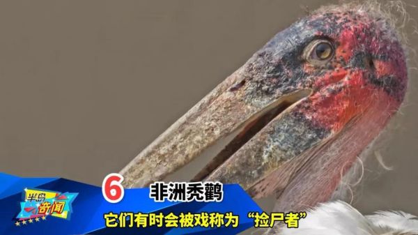 世界十大最奇特的鸟（看起来像是外星物种的鸟类）