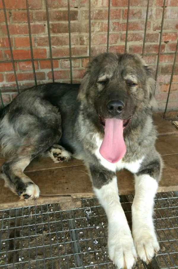 世界十大烈性犬排名（十大勇猛烈性犬）