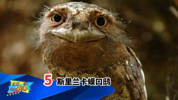 世界十大最奇特的鸟（看起来像是外星物种的鸟类）