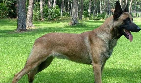世界优秀猎犬十大排名（这10种狗适合带去打猎）