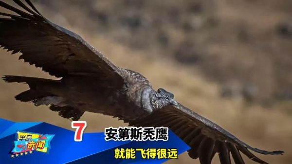 世界十大最奇特的鸟（看起来像是外星物种的鸟类）
