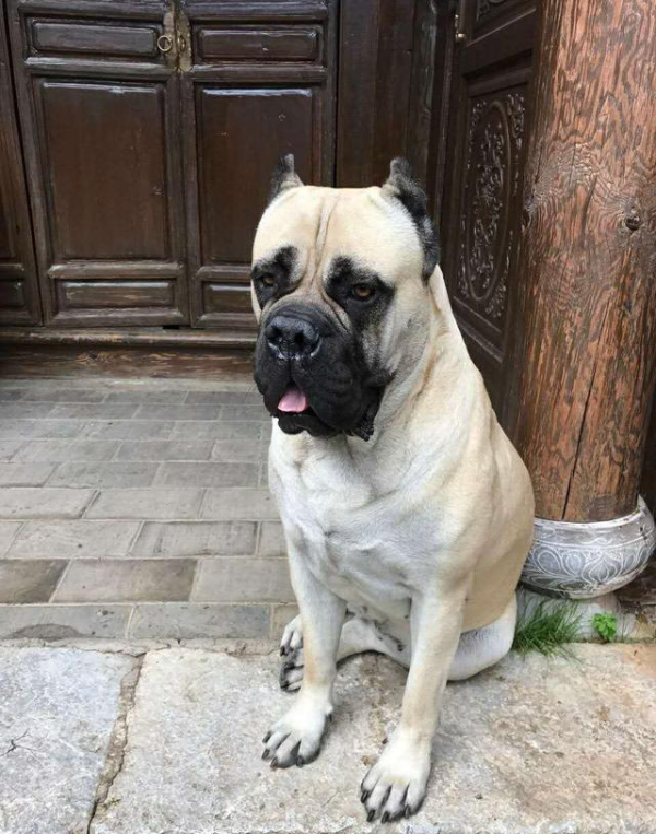 世界十大烈性犬排名（十大勇猛烈性犬）