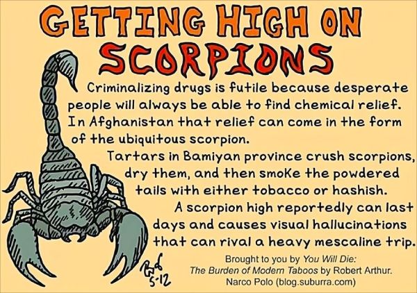 世界上最毒的生物十大排名（10种地球上的最毒生物）