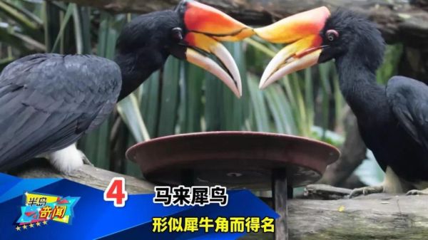 世界十大最奇特的鸟（看起来像是外星物种的鸟类）