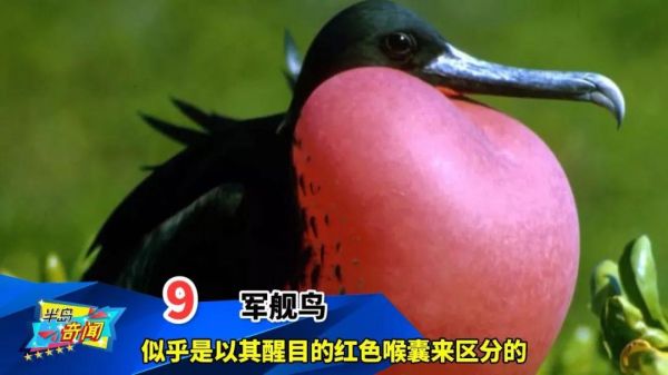 世界十大最奇特的鸟（看起来像是外星物种的鸟类）