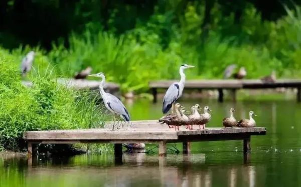北京十大湿地公园排名（10个不错的北京湿地公园名单）