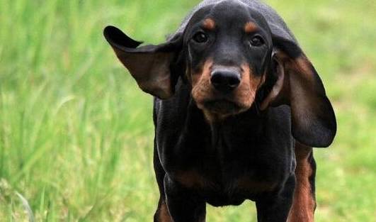世界优秀猎犬十大排名（这10种狗适合带去打猎）