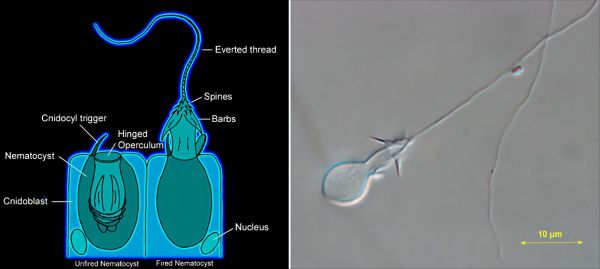 世界上最毒的生物十大排名（10种地球上的最毒生物）