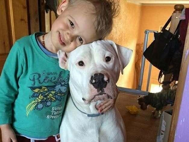 世界十大烈性犬排名（十大勇猛烈性犬）