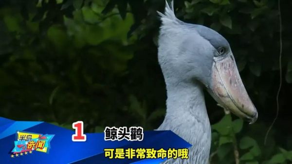 世界十大最奇特的鸟（看起来像是外星物种的鸟类）