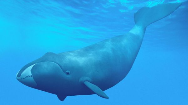 鲸鱼的种类（地球上最大的10种鲸鱼）