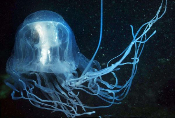 世界上最毒的生物十大排名（10种地球上的最毒生物）