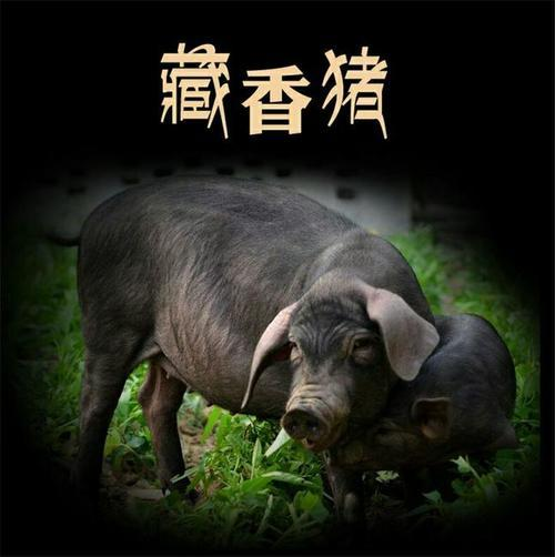 中国十大黑猪品种排名（中国十大本土品种猪）