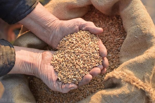 2022年十大高产小麦品种（十大超高产超级小麦品种介绍）