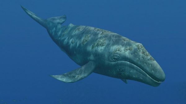 鲸鱼的种类（地球上最大的10种鲸鱼）