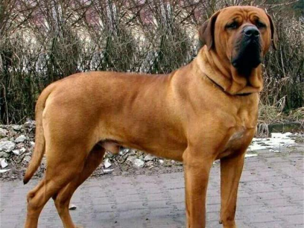 世界十大烈性犬排名（十大勇猛烈性犬）