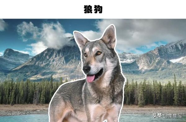 世界十大禁养的狗，被禁养的10种犬种盘点