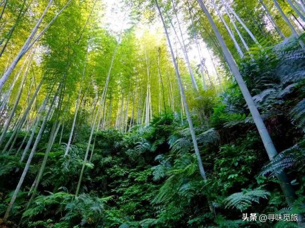 宜宾十大著名景点（宜宾景点排行榜前十名）