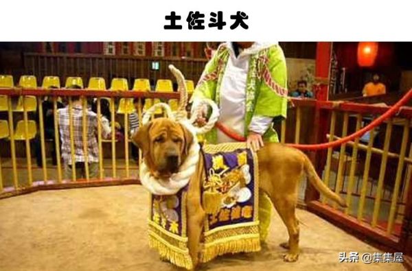 世界十大禁养的狗，被禁养的10种犬种盘点