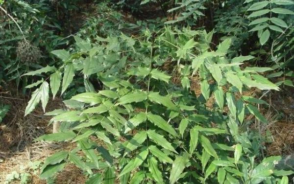 十大功劳的别名（附带相关介绍）