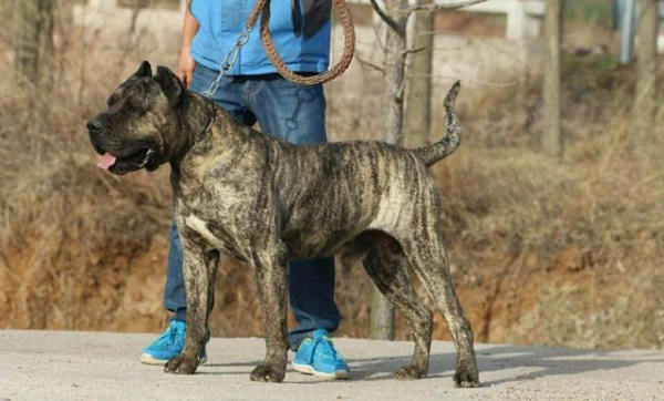 世界十大烈性犬排名（十大勇猛烈性犬）