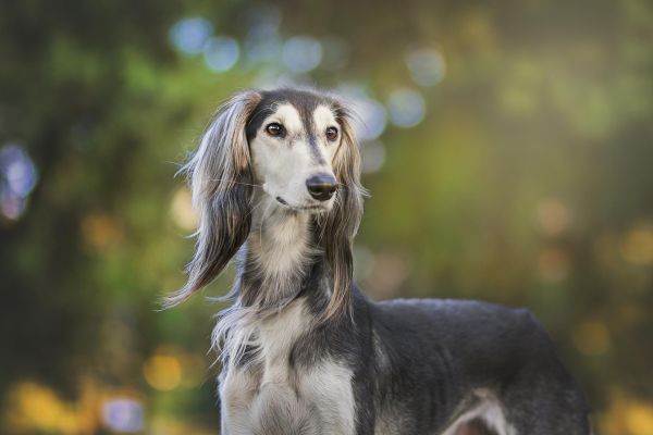 世界上十大名贵的狗，盘点世界最名贵的十大狗犬种排行榜