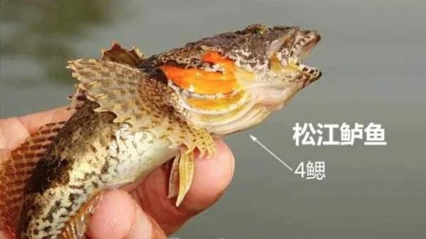 十大最贵淡水鱼排名(最贵的10种淡水鱼盘点)