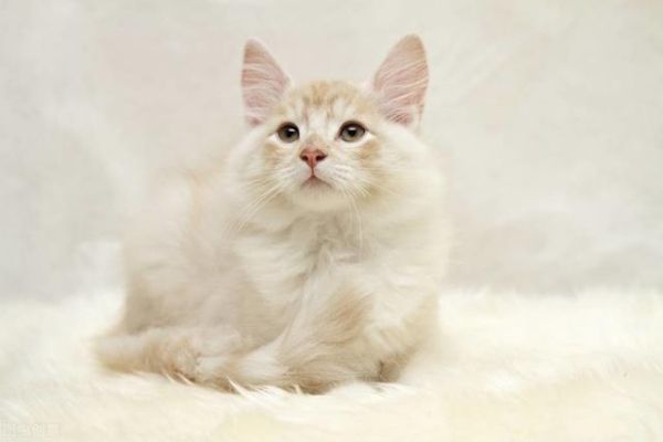 世界上十大最漂亮的猫排名（十大公认漂亮的猫品种）