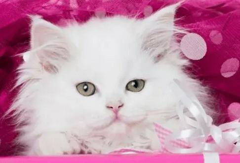 十大宠物猫排名,10种最受欢迎的宠物猫种类排行榜