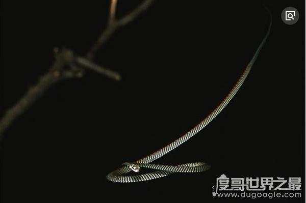世界上最怪异的蛇（世界十大最奇特的蛇盘点）