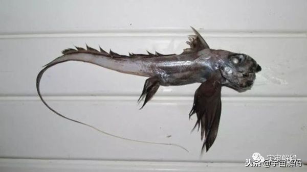 海洋十大最危险的生物，地球上最可怕的10种深海生物