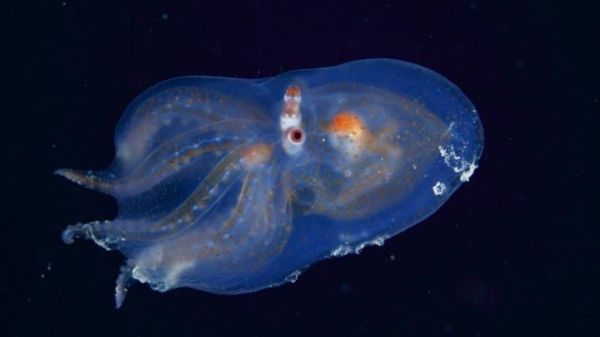 马里亚纳海沟十大恐怖生物（马里亚纳海沟发现的10种神秘生物）