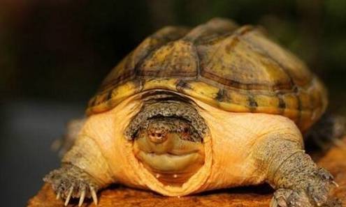 十大最好养的宠物，这10种宠物便宜又好养