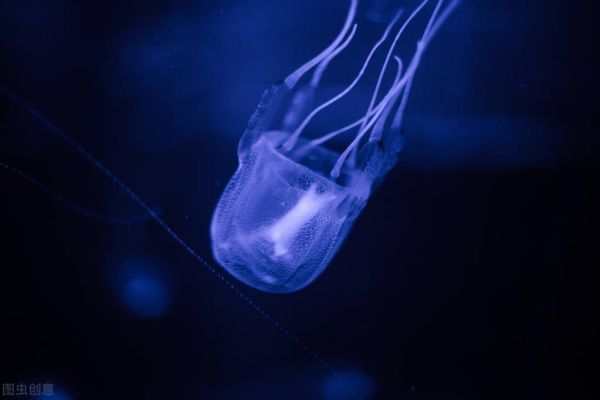世界十大毒生物排行，十种地球上毒性最强的生物