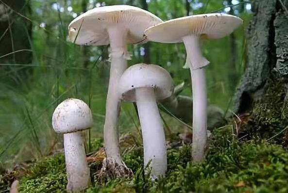 中国十大毒蘑菇，这第一种蘑菇致死率达95%