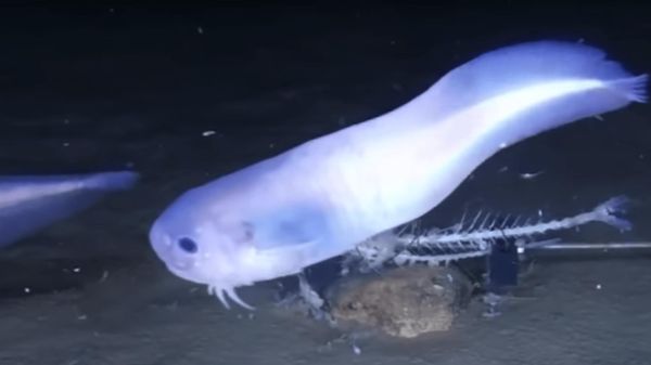 马里亚纳海沟十大恐怖生物（马里亚纳海沟发现的10种神秘生物）