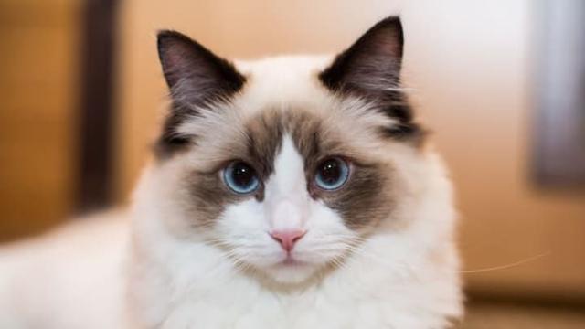 十大最昂贵的猫品种(世界上最贵的猫前十名)
