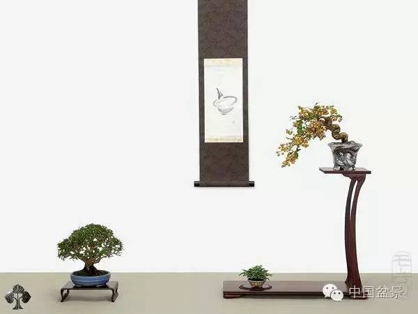 十大盆景名贵树种排名（世界十大金奖盆景排名）