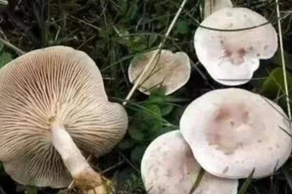 中国十大毒蘑菇，这第一种蘑菇致死率达95%