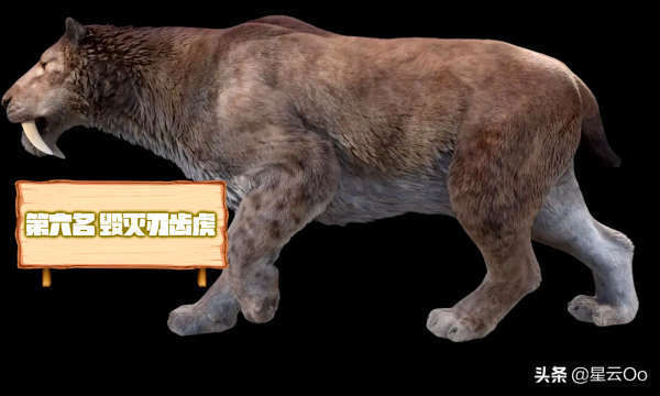 史前十大猫科动物（历史上10种最大的猫科动物）