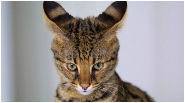 世界十大最贵的猫（世界上最贵的猫前十名）